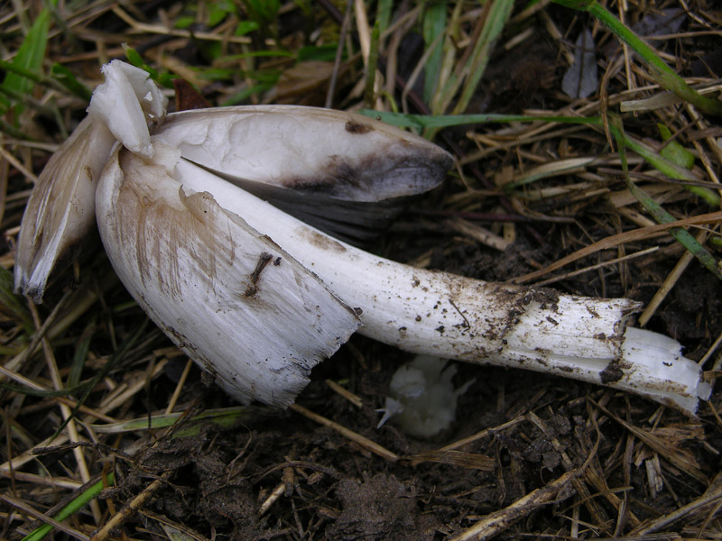 Diluvia,vado o non vado.......vado.